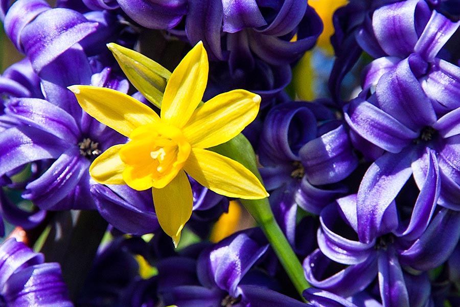 Daffodil in a Sea of Blue