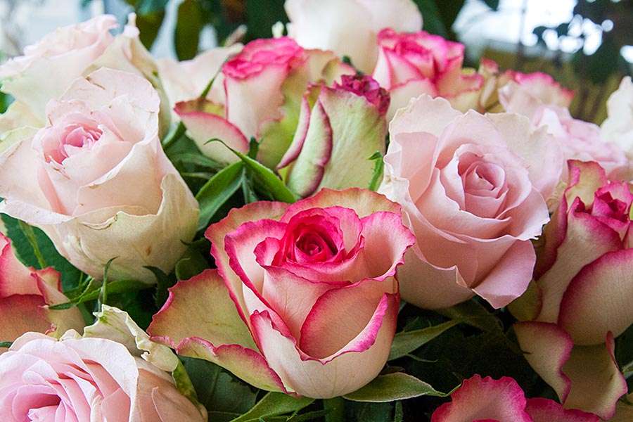 Anniversary Roses