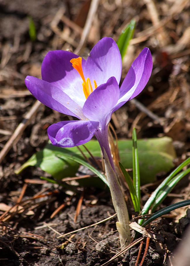 Solitary Crocus