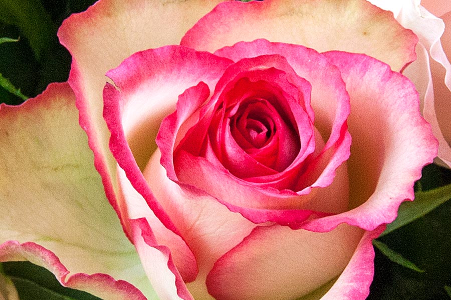 Edged in Pink