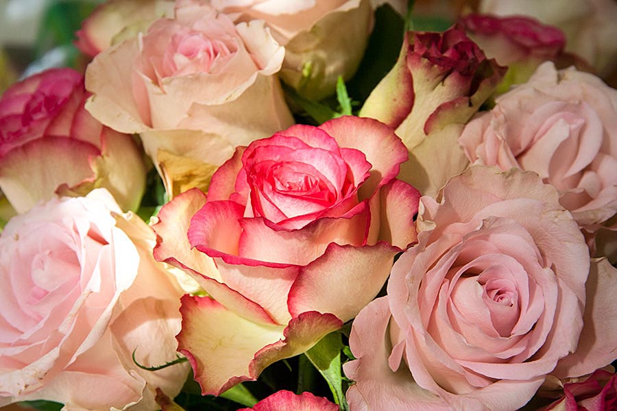 Roses in the Sun