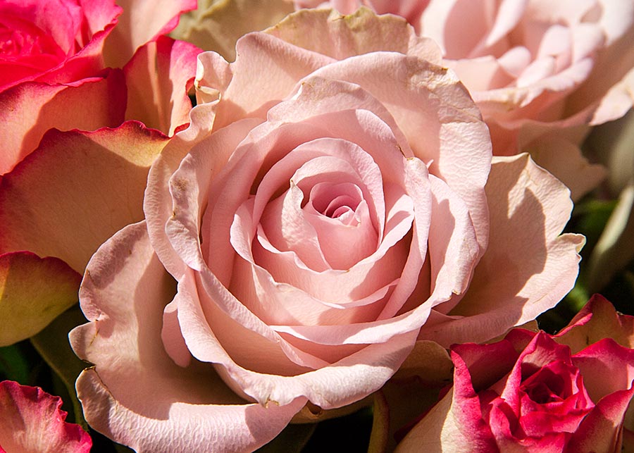 Pink Rose