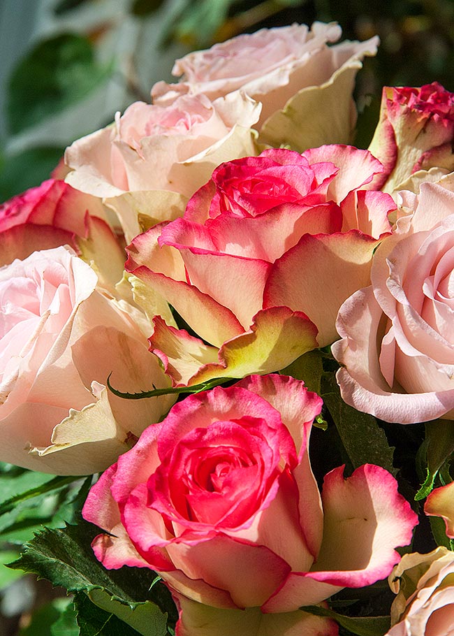 Sunny Roses