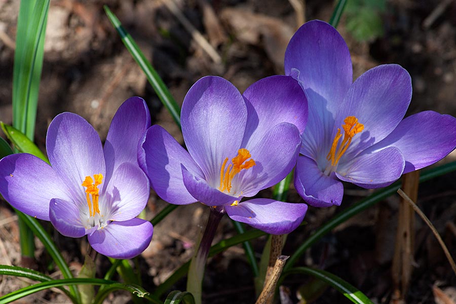 Crocuses