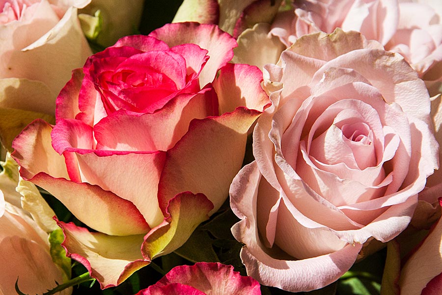 Roses in the Sun