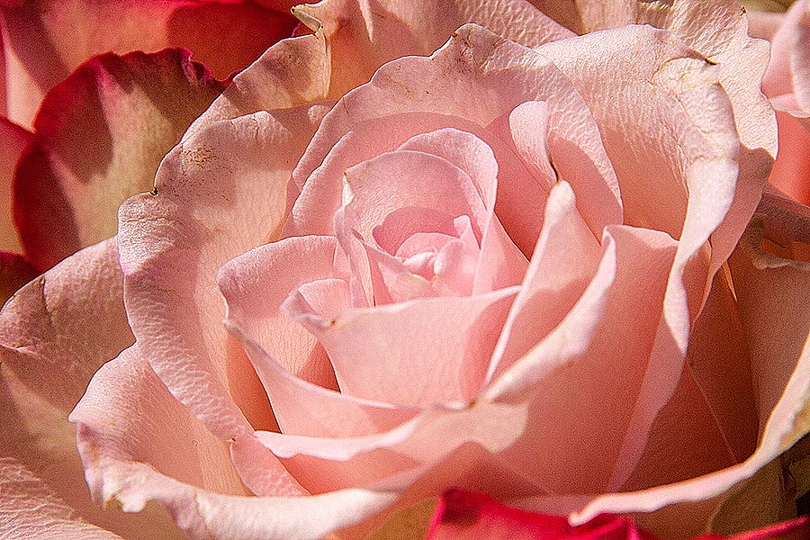 Pale Pink in the Sun