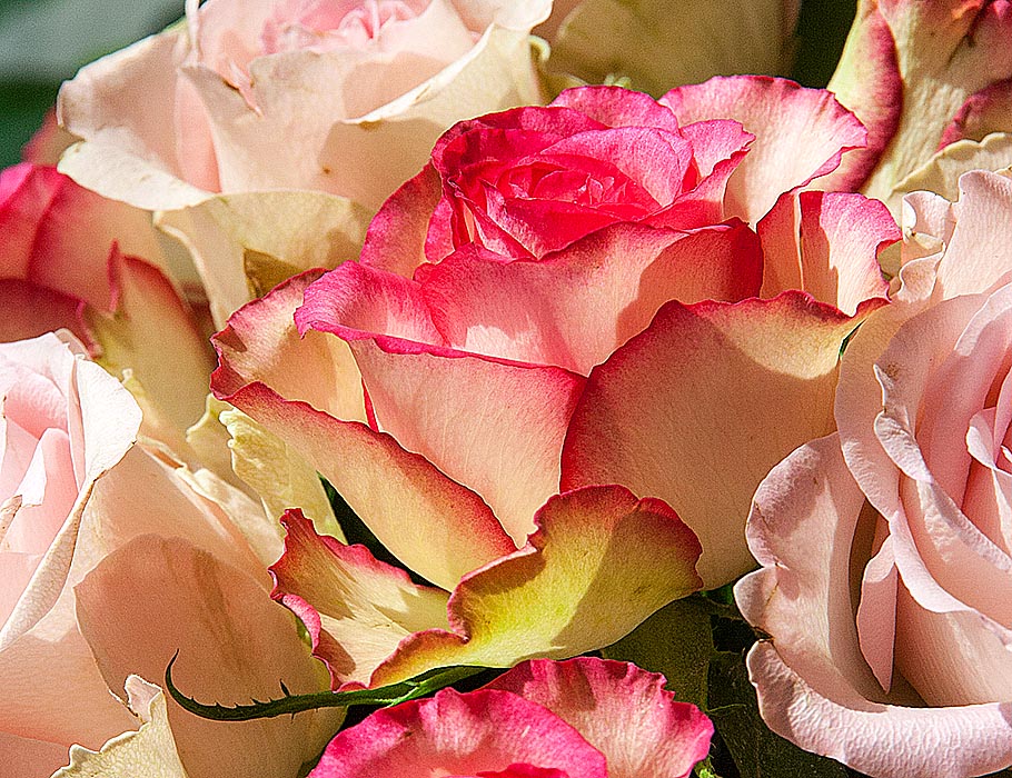 Rosy Rose