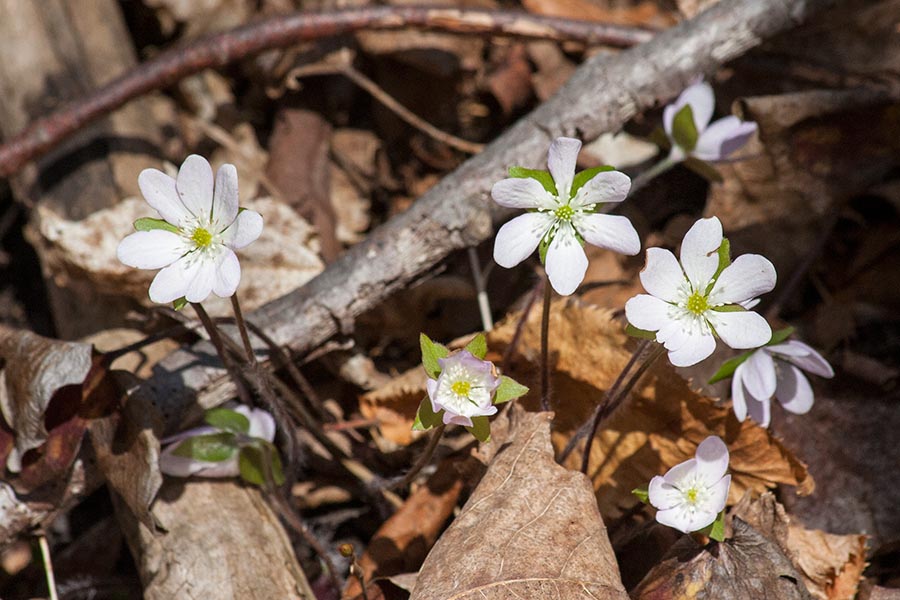White Hepatica