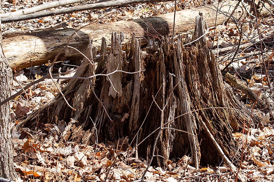 Tree Trunk in the Woods