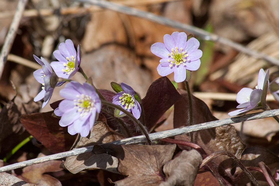 Rarer Pale Purple Hepatica