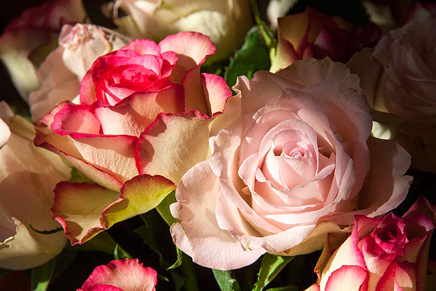 Roses in the Sun