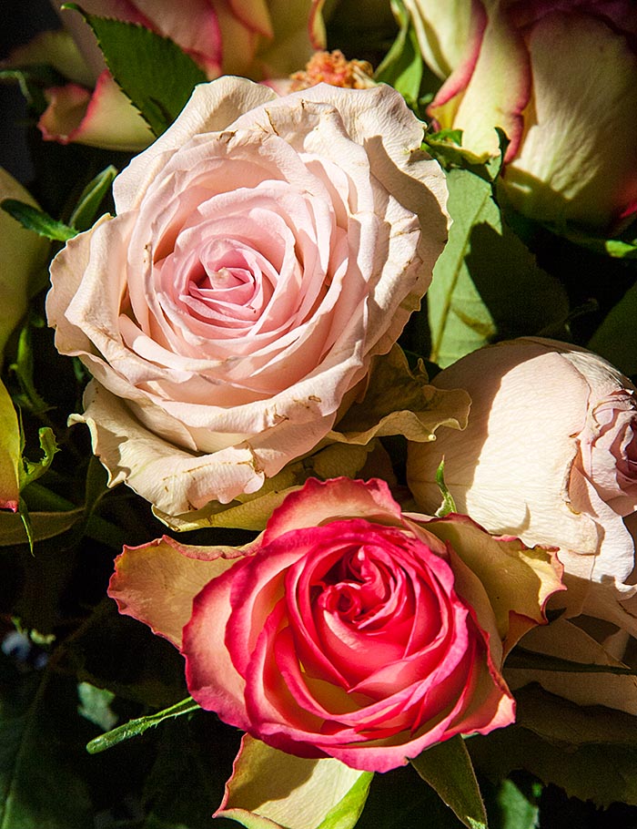 Fading Roses