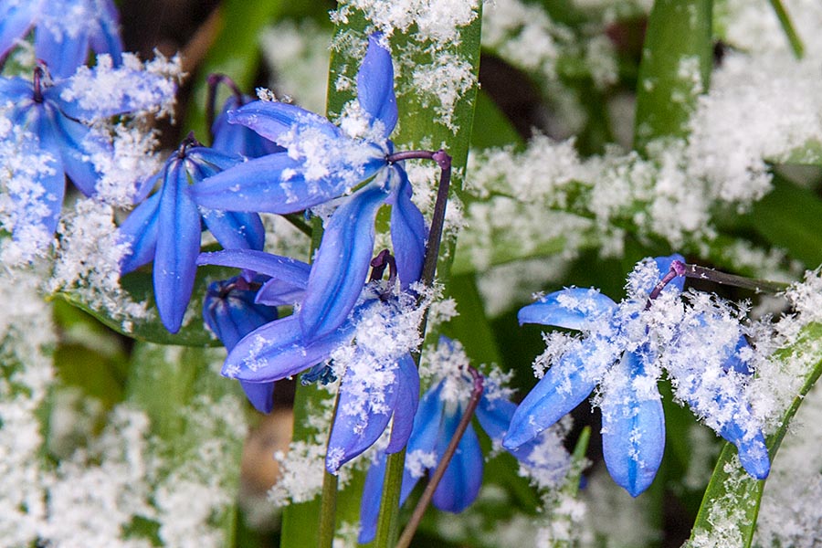 Snow on the Scillas