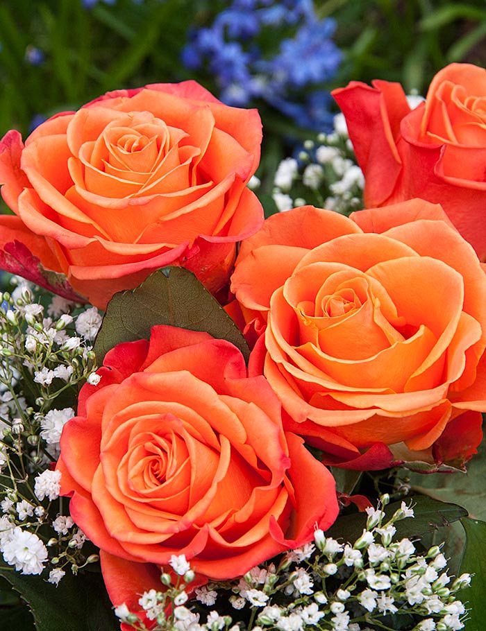 Birthday Roses