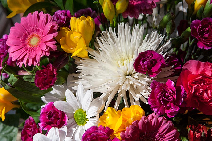 Flowers in the Sun
