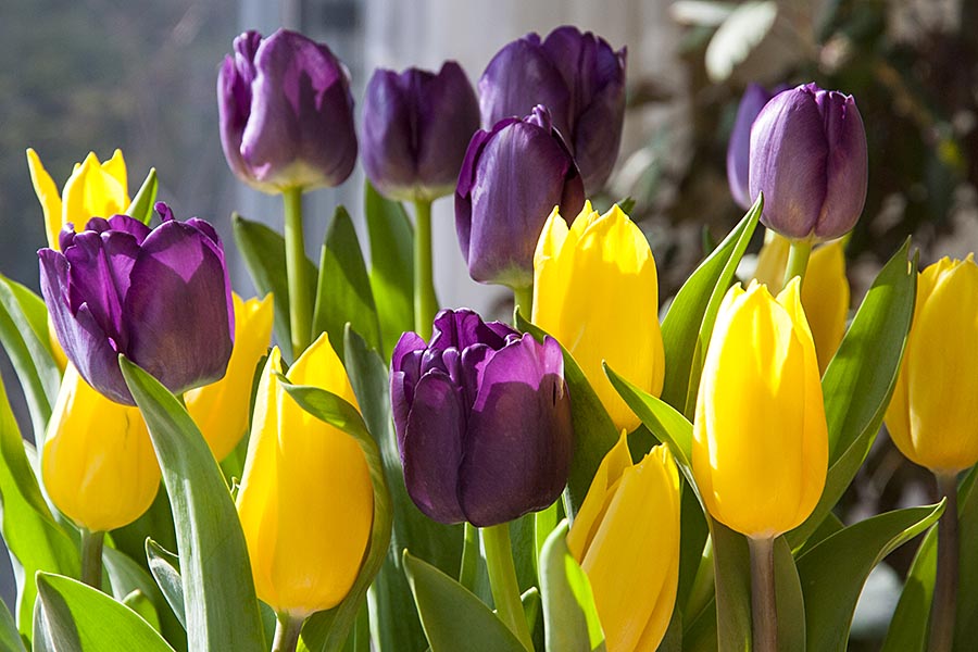 Tulips in the Sun