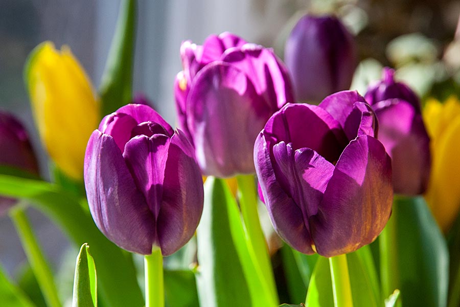 Purple Tulips