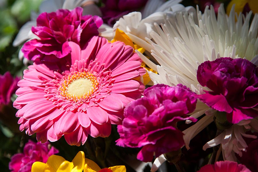 Sunny Flowers