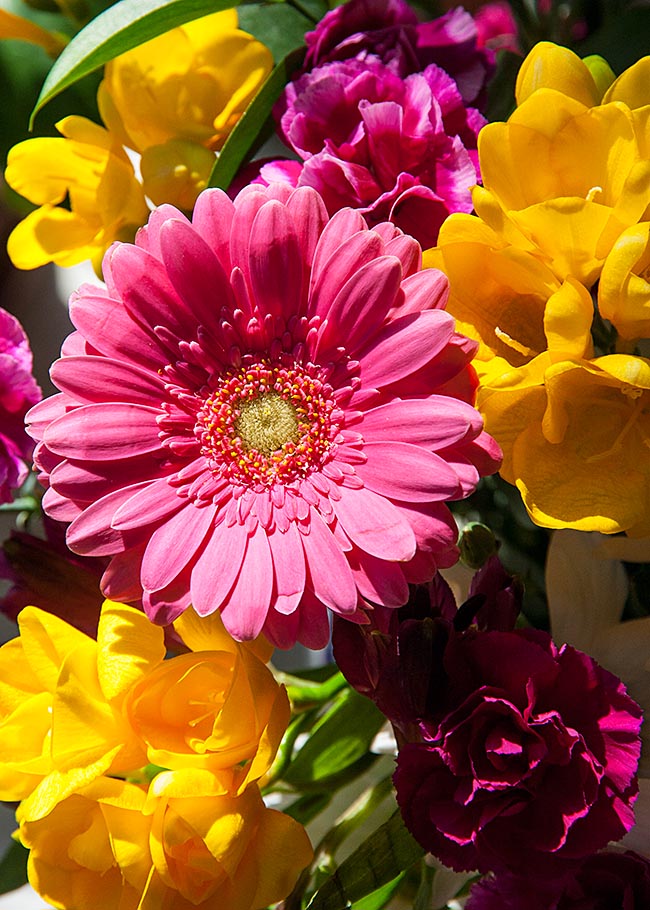 Gerbera Daisy