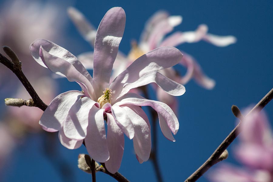 Star Magnolia