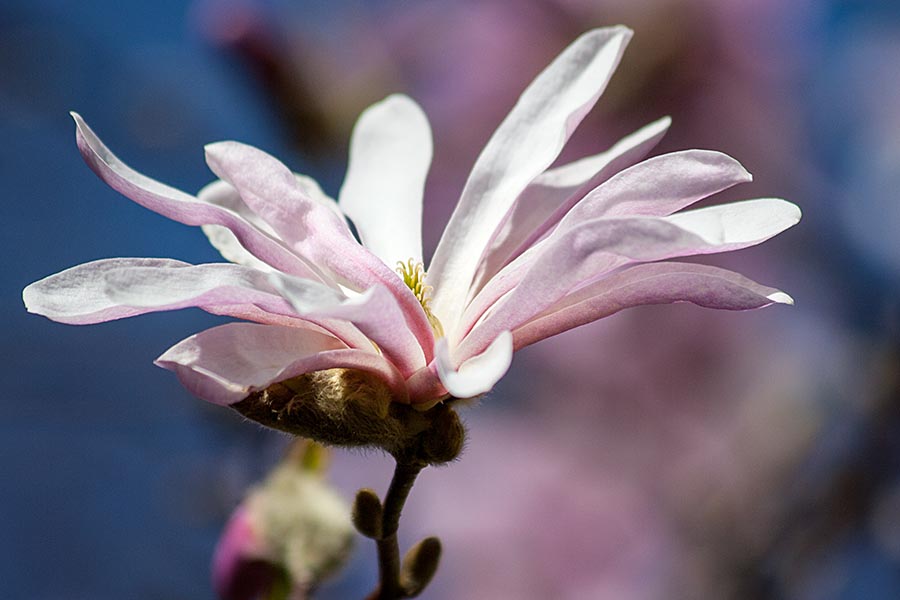 Single Magnolia