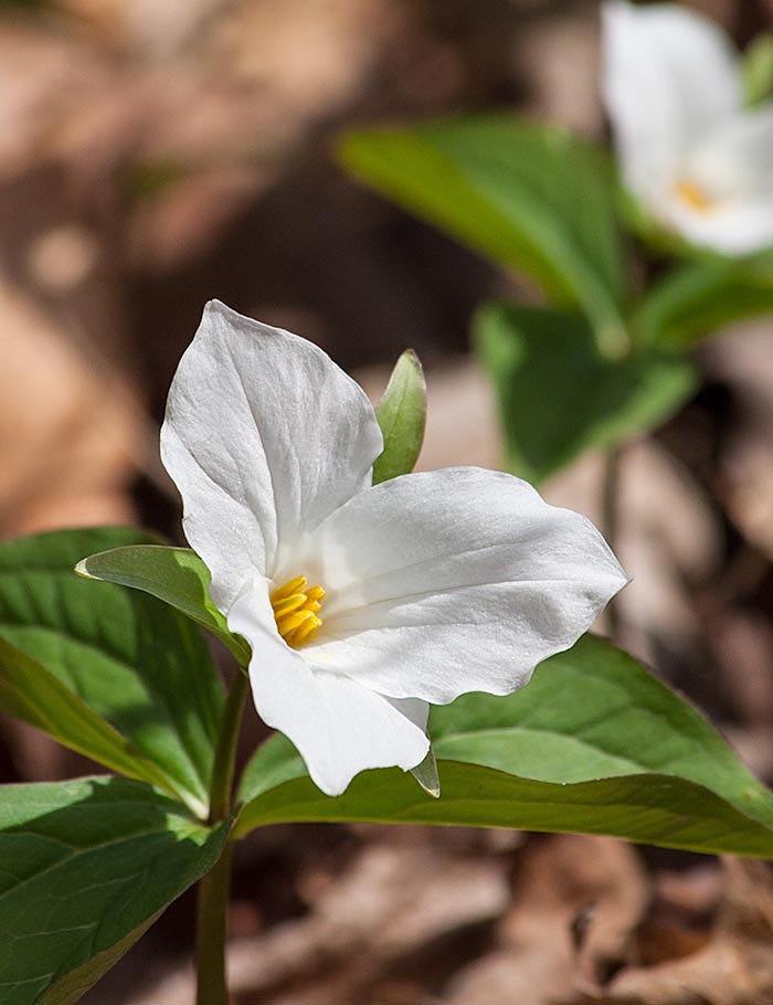 Trillium in the Woods