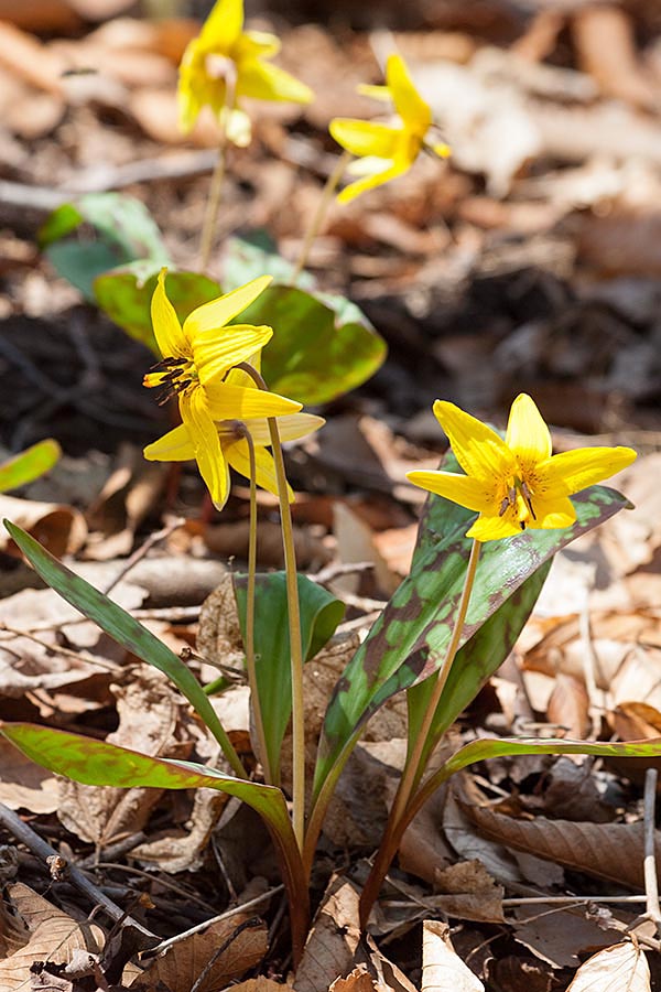 Trout Lilies