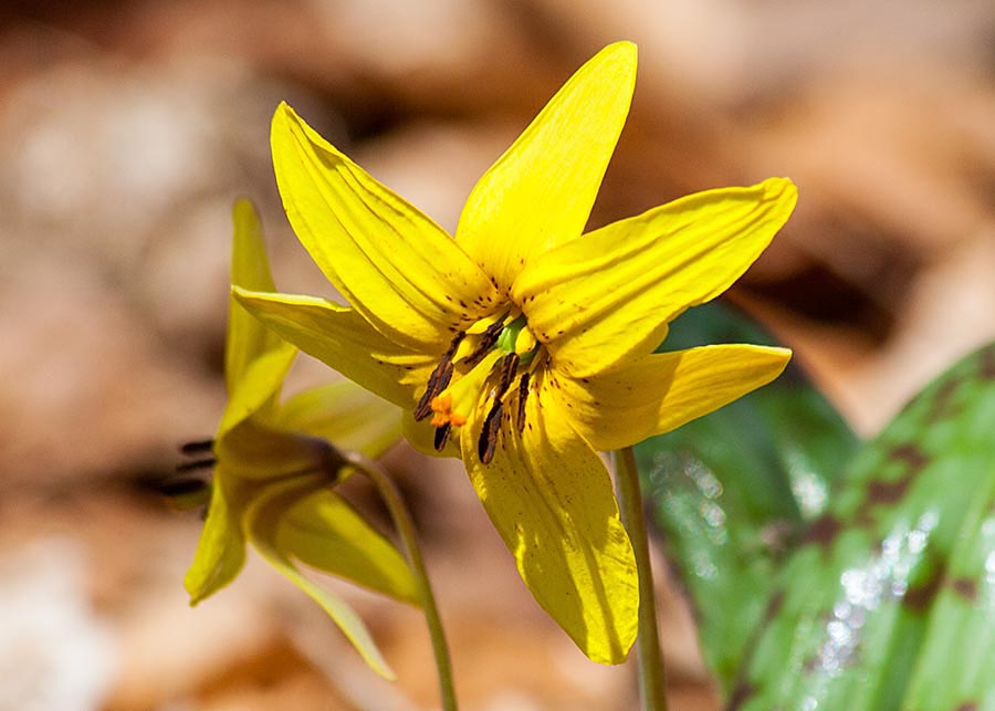 Trout Lily