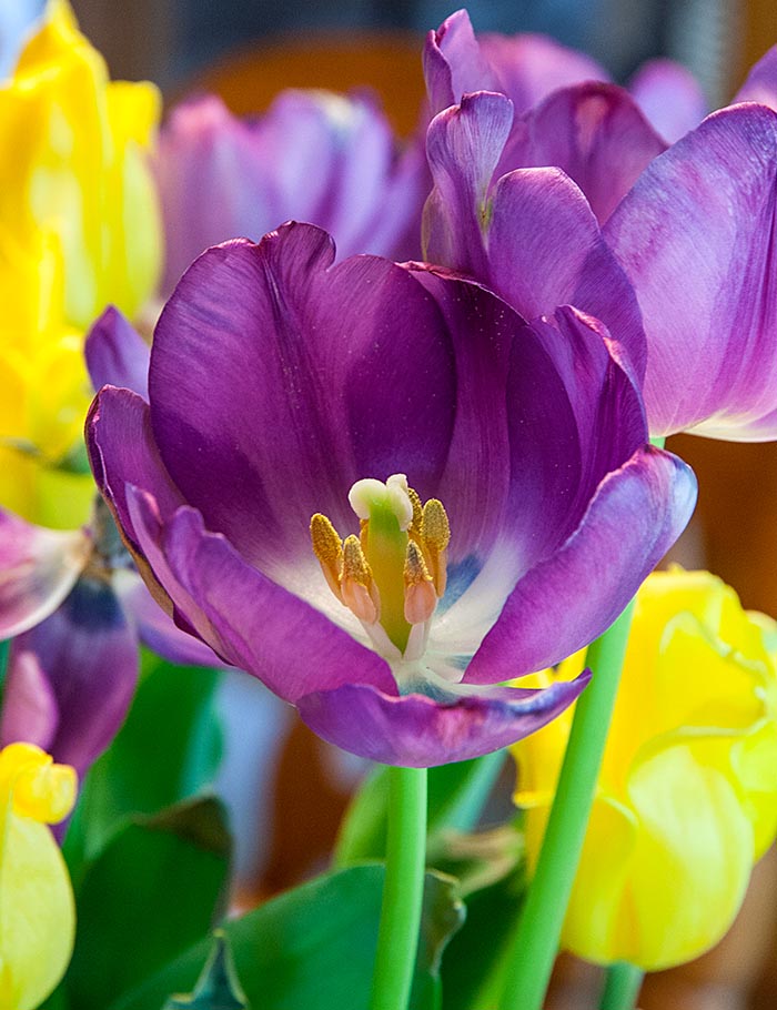 Purple Tulip
