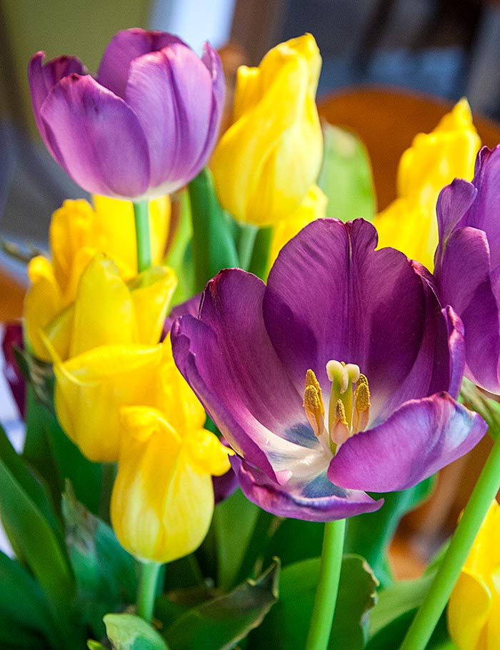 Fading Tulips