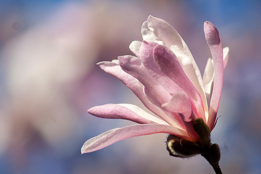 A Star Magnolia