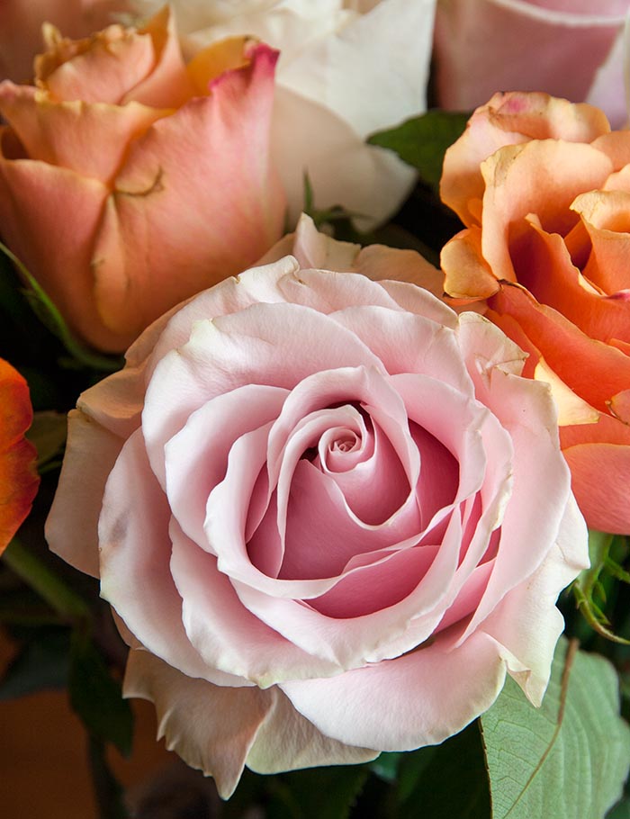 Pink Rose