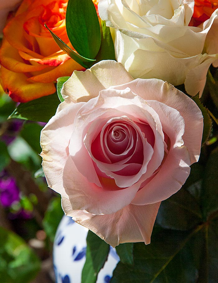 Rose in the Sun