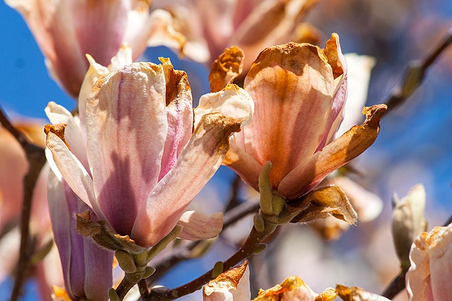 Frozen Magnolia Flowers