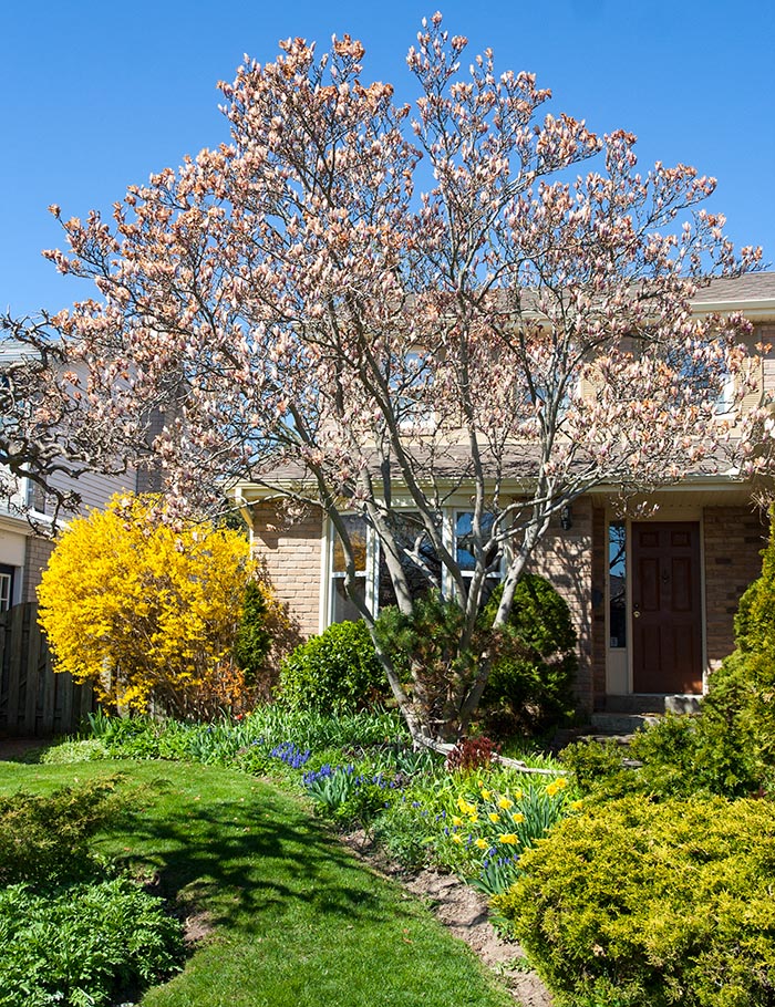 the Saucer Magnolia