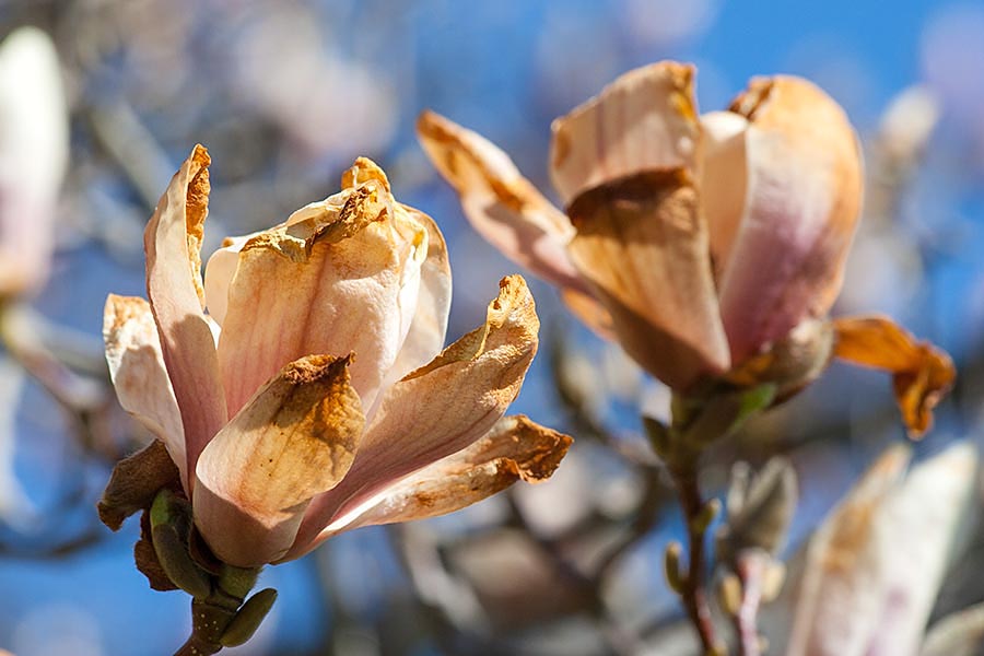 Frost Damage