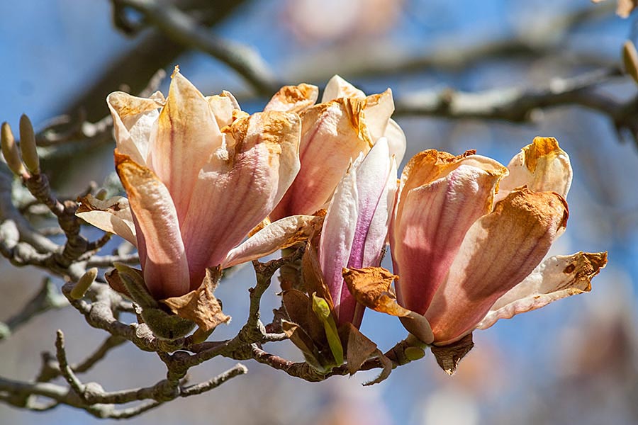 Frozen Flowers