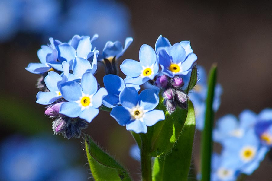 Forget-Me-Nots
