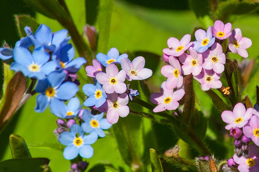Pink Forget-Me-Nots