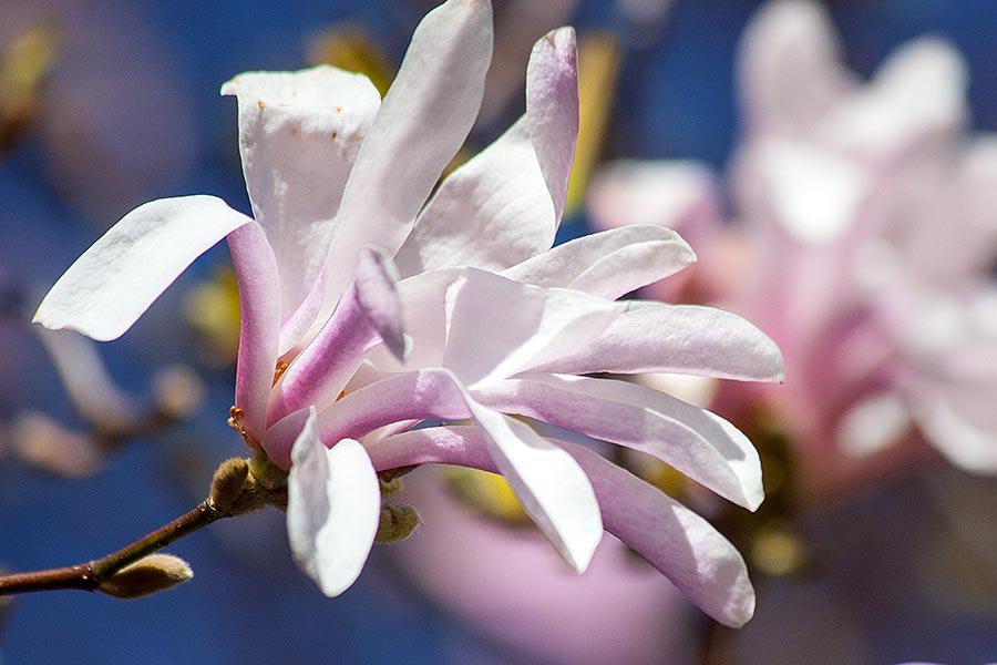 Star Magnolia