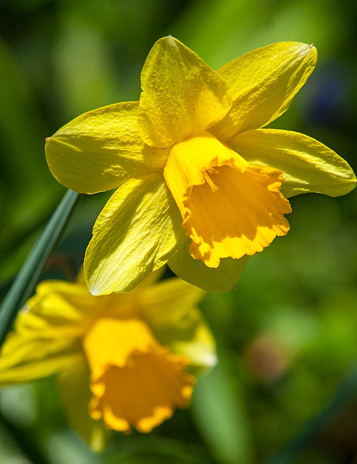 Daffodils