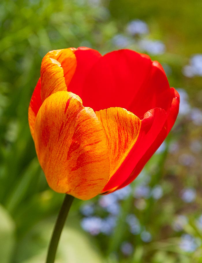 Two-Tone Tulip