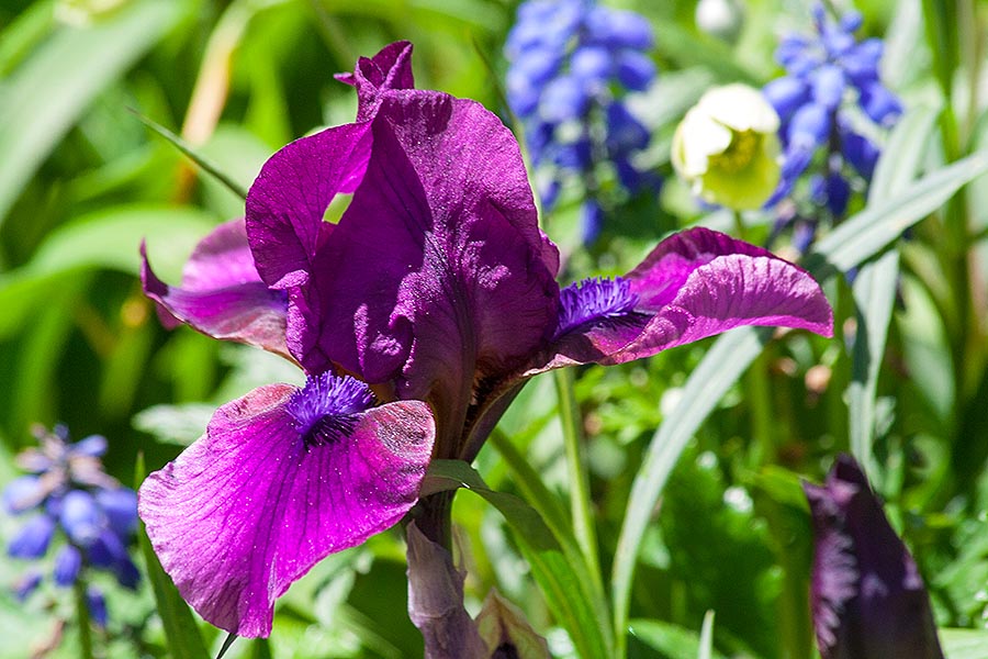 Purple Iris