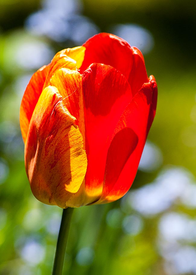 Two Tone Tulip