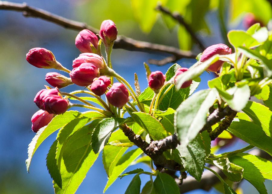 Crabapple Buds