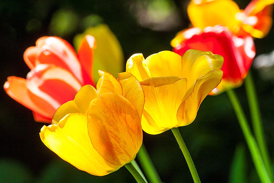Tulips