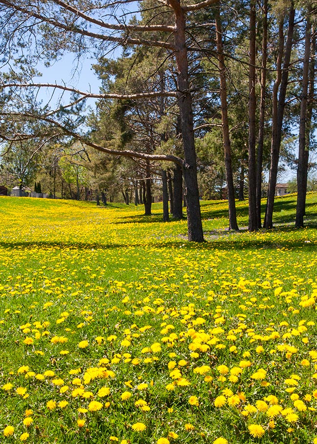 Dandelions in the Park