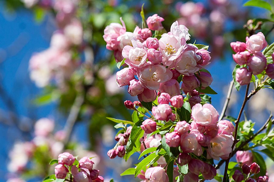 Pink Profusion