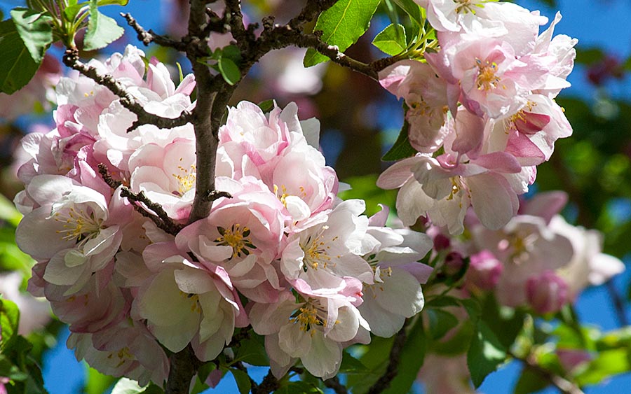 Pink Crabapple Blossoms