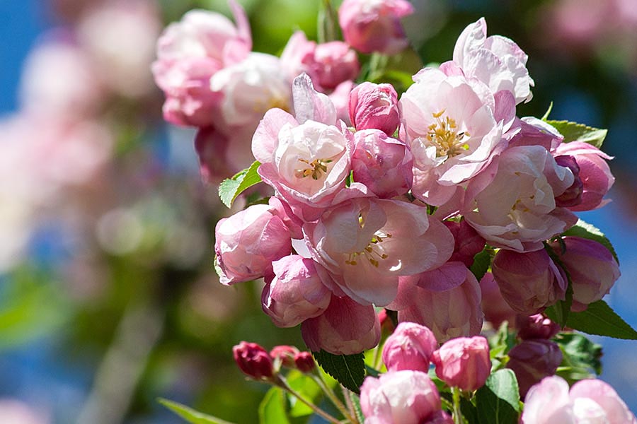 Beautiful Blossoms